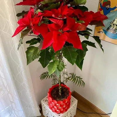 Chậu Hoa Giáng Sinh "Anti-sphere" Remix Vẽ Tuyết - Thiết Kế Vase Mode