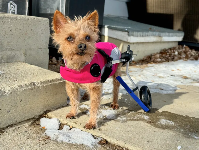 Chặn Bánh Xe K9 Cart Cho Chó - Image 1