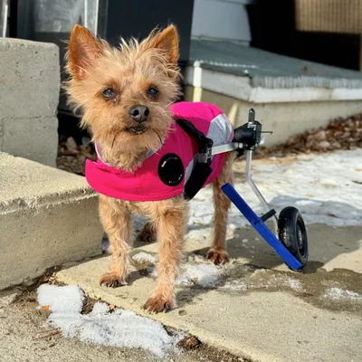 Chặn Bánh Xe K9 Cart Cho Chó