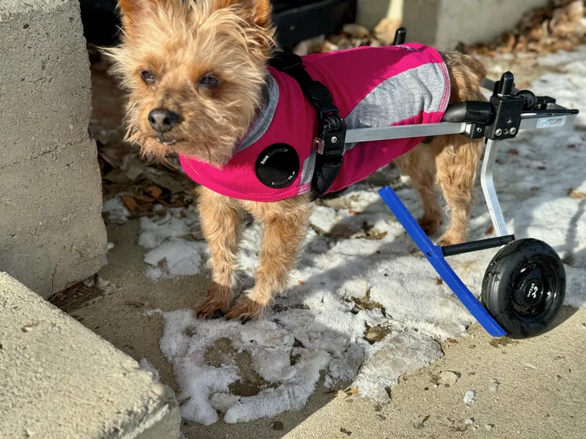 Chặn Bánh Xe K9 Cart Cho Chó - Image 7