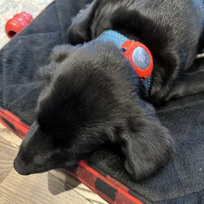 Giá đỡ Airtag gắn vòng cổ (sử dụng ốc M3)