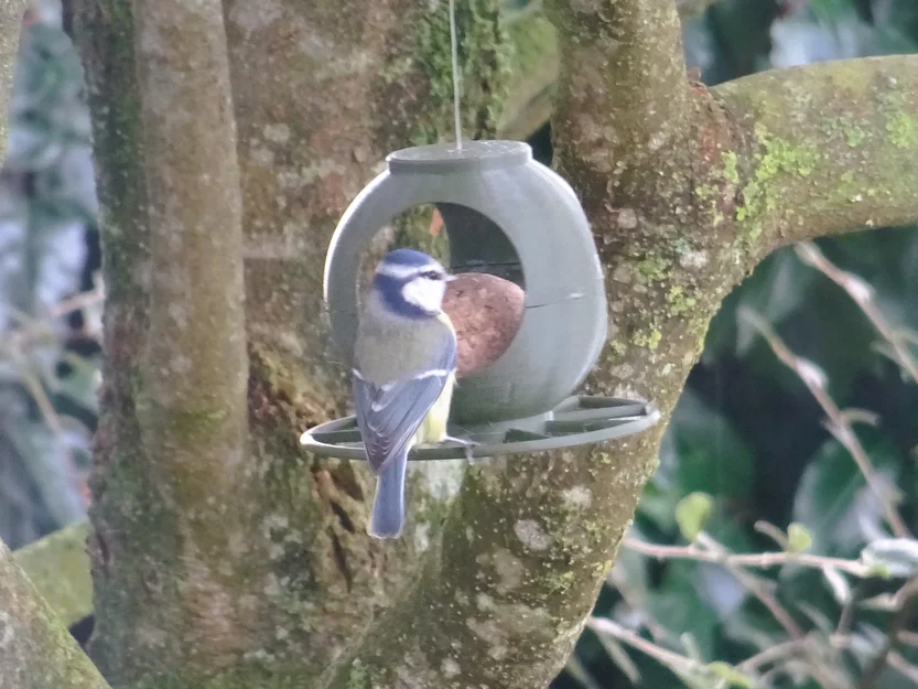 Máng ăn chim nhỏ v2 - Little bird feeder v2 - Image 1