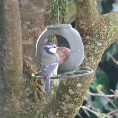 Máng ăn chim nhỏ v2 - Little bird feeder v2