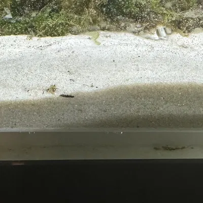 Hang Dài Để Ngắm Cá/Tép Trong Hồ