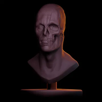 Nghiên Cứu Tượng Bán Thân