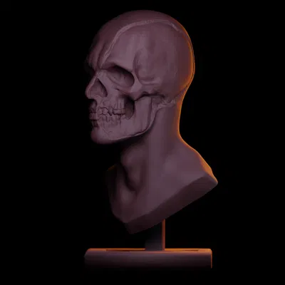 Nghiên Cứu Tượng Bán Thân