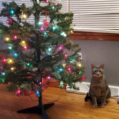 Đế Thay Thế Cho Cây Thông Noel