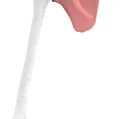 Xương Tay Trên Trái (Humerus Left) - Thumbnail 3