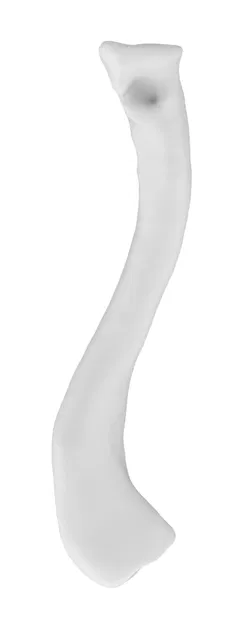 Xương Đòn Trái (Clavicle Left) - Image 1