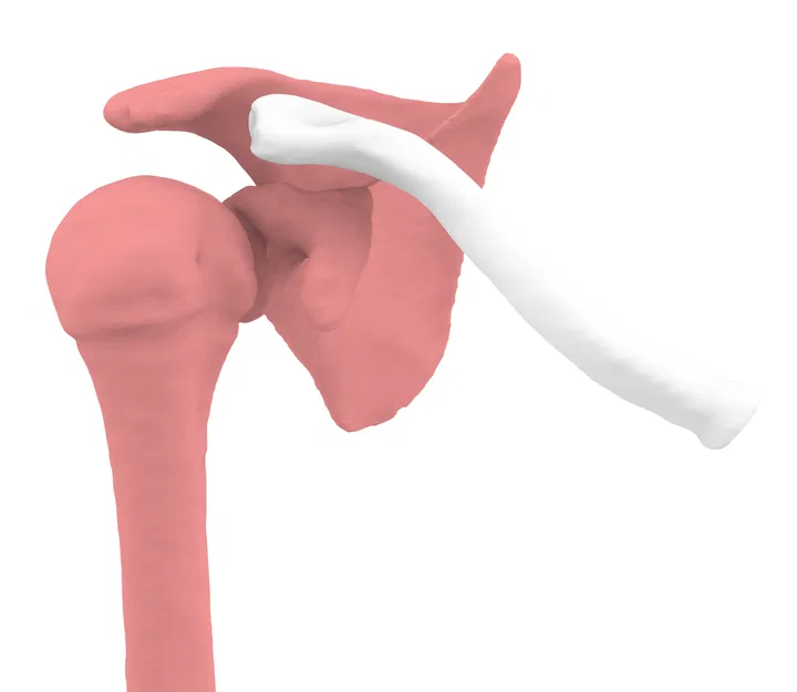 Xương Đòn Trái (Clavicle Left) - Image 3