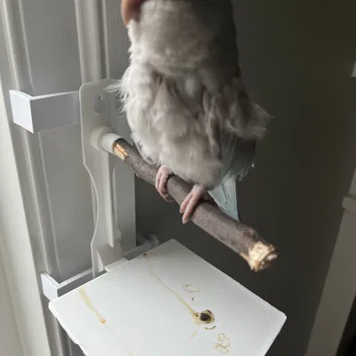 Cây Đậu Chim Có Khay Đựng Phân