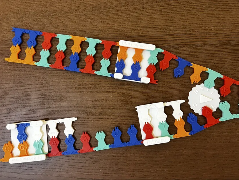 Mô hình Tái bản DNA - Image 1