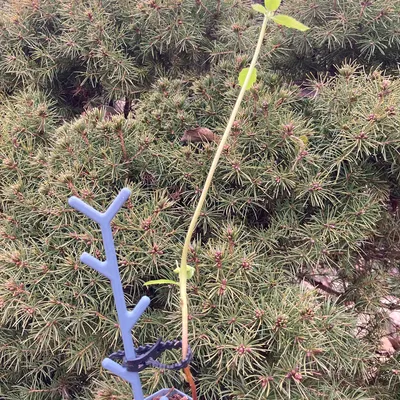 Kẹp Đa Năng "SUPERCLIP" (Kẹp Cây / Kẹp Cáp)