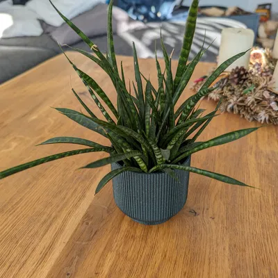 Chậu Hoa và Bồn Trồng Cây