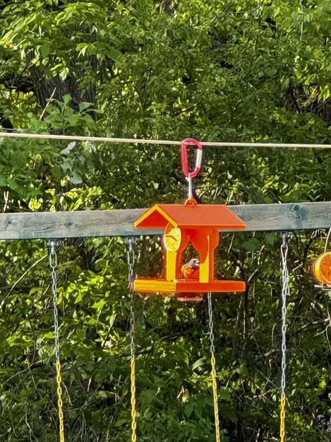 Chỗ Cho Chim Oriole Ăn - Image 3