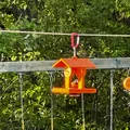 Chỗ Cho Chim Oriole Ăn - Thumbnail 3