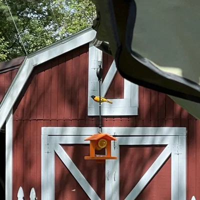 Chỗ Cho Chim Oriole Ăn