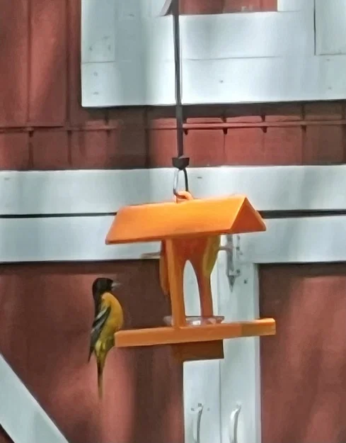 Chỗ Cho Chim Oriole Ăn - Image 5