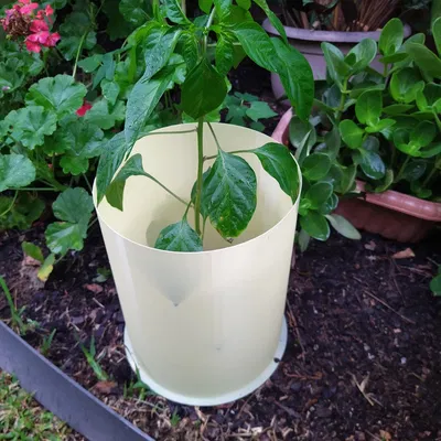 ỐNG BẢO VỆ CÂY TRỒNG