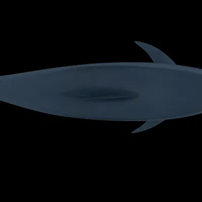 Mô hình cá heo chân thật