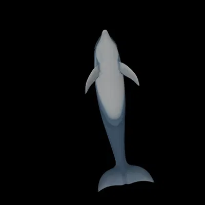 Mô hình cá heo chân thật