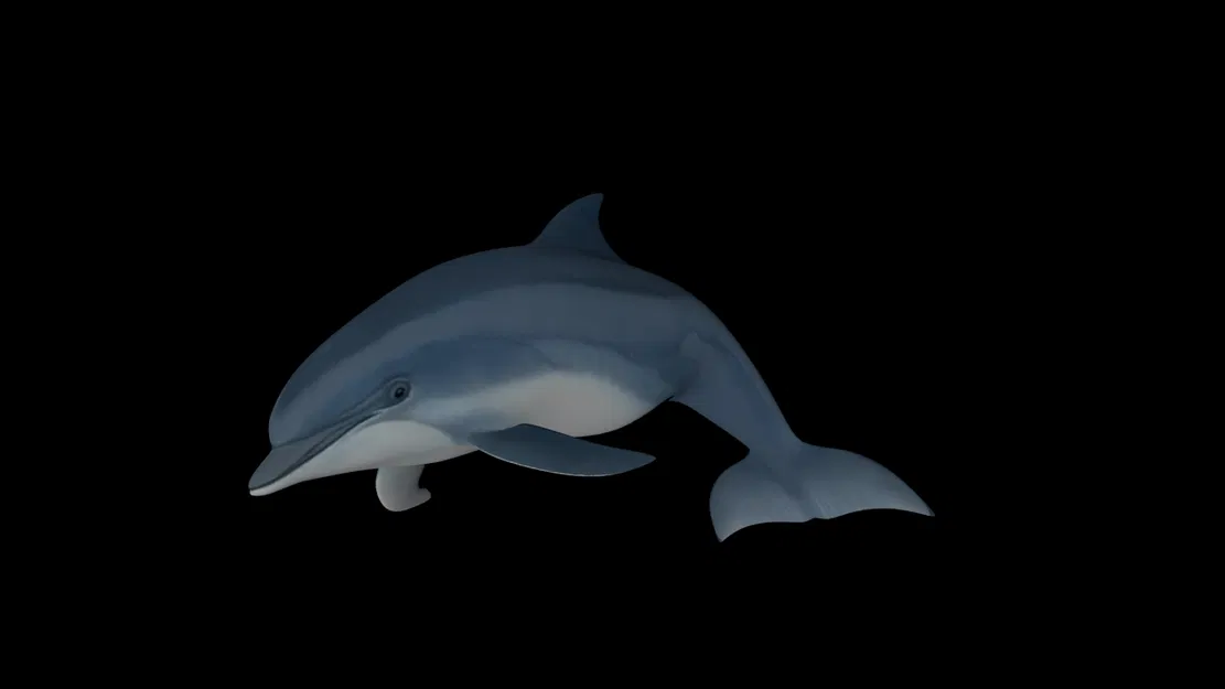 Mô hình cá heo chân thật - Image 5