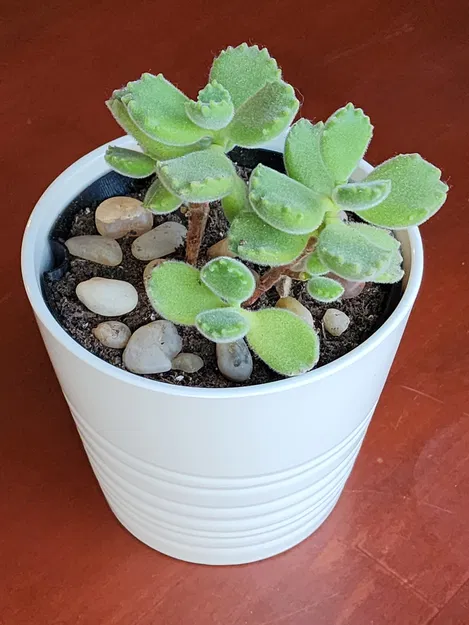 Lót Chậu Ikea Muskot 4 1/4" - Image 1