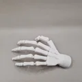 Bàn tay bộ xương (có thể cử động) - Thumbnail 2