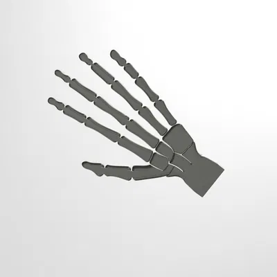 Bàn tay bộ xương (có thể cử động)