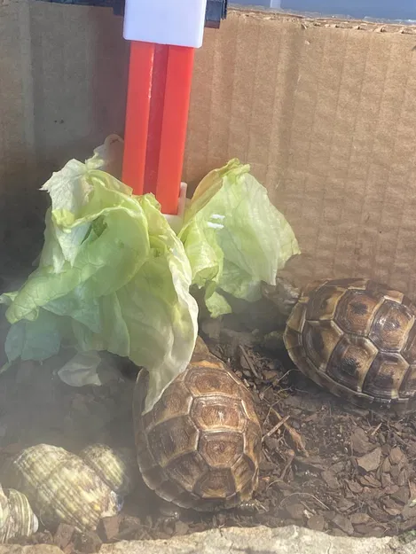 Thức Ăn Cho Rùa Cao Như Cành Cây - Image 1