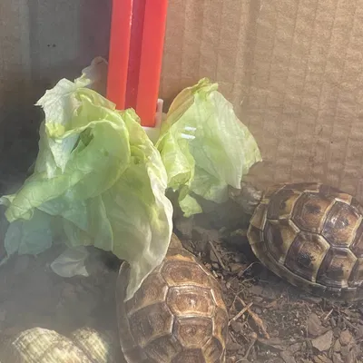 Thức Ăn Cho Rùa Cao Như Cành Cây