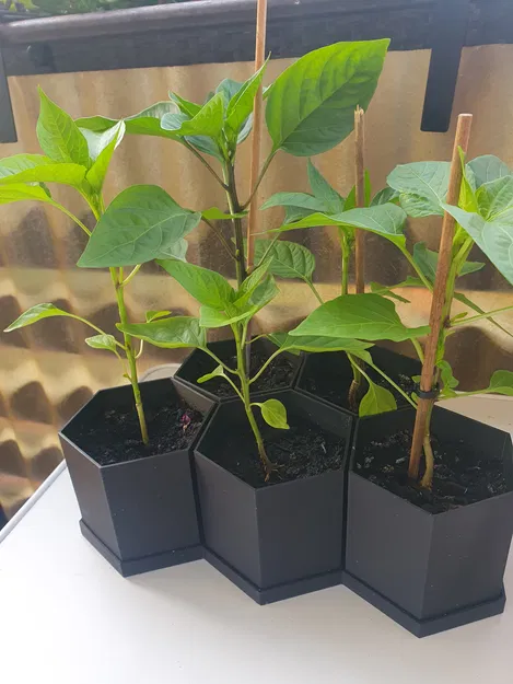 Chậu Lục Giác Đơn Giản - Image 1