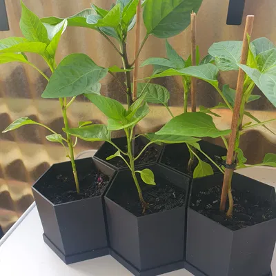 Chậu Lục Giác Đơn Giản