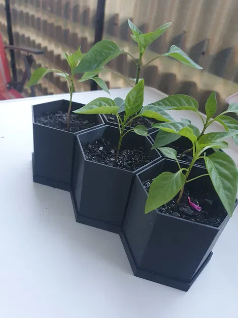 Chậu Lục Giác Đơn Giản - Image 2