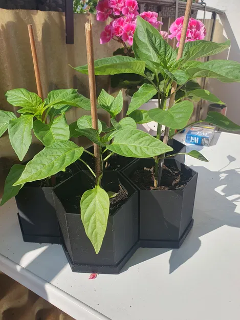 Chậu Lục Giác Đơn Giản - Image 4