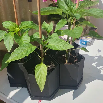 Chậu Lục Giác Đơn Giản