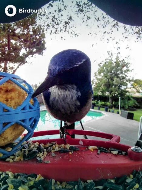 Giá đỡ viên mỡ lớn cho Bird Buddy. Không cần hỗ trợ! - Image 3