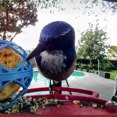 Giá đỡ viên mỡ lớn cho Bird Buddy. Không cần hỗ trợ!