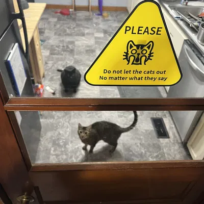 Biển báo: Cấm thả mèo ra ngoài