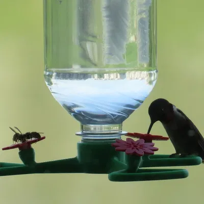 Chuồng Cho Chim Ruồi Ăn Có Chỗ Đậu