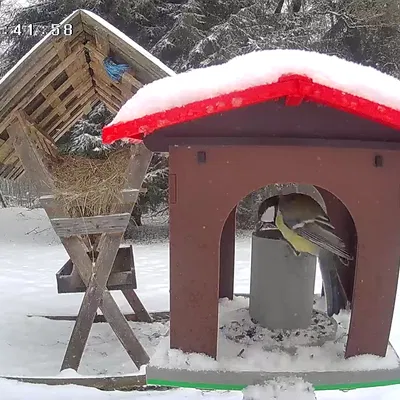 Chuồng Chim Ăn - Nhà Chim