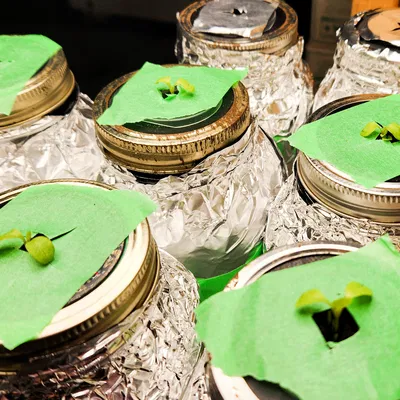 Adapter cho cốc lưới, lọ thủy tinh (mason jar)