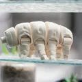 Gấu Nước Khớp Nối (Articulated Tardigrade) - Thumbnail 6