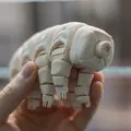 Gấu Nước Khớp Nối (Articulated Tardigrade) - Thumbnail 8