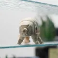 Gấu Nước Khớp Nối (Articulated Tardigrade) - Thumbnail 9