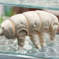Gấu Nước Khớp Nối (Articulated Tardigrade) - Thumbnail 10