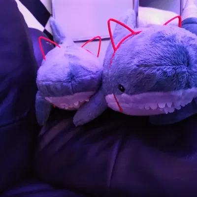 Bờm tai mèo - Tai mèo và các loại tai họ mèo