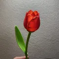 Hoa Tulip Xinh Đẹp Có Cuống - Quà Valentine Tuyệt Vời - Thumbnail 1
