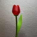 Hoa Tulip Xinh Đẹp Có Cuống - Quà Valentine Tuyệt Vời - Thumbnail 3