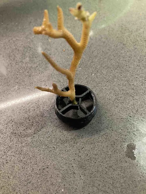 Đế Cắm Cho San Hô Con - Image 4